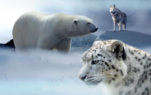 WWF Deutschland