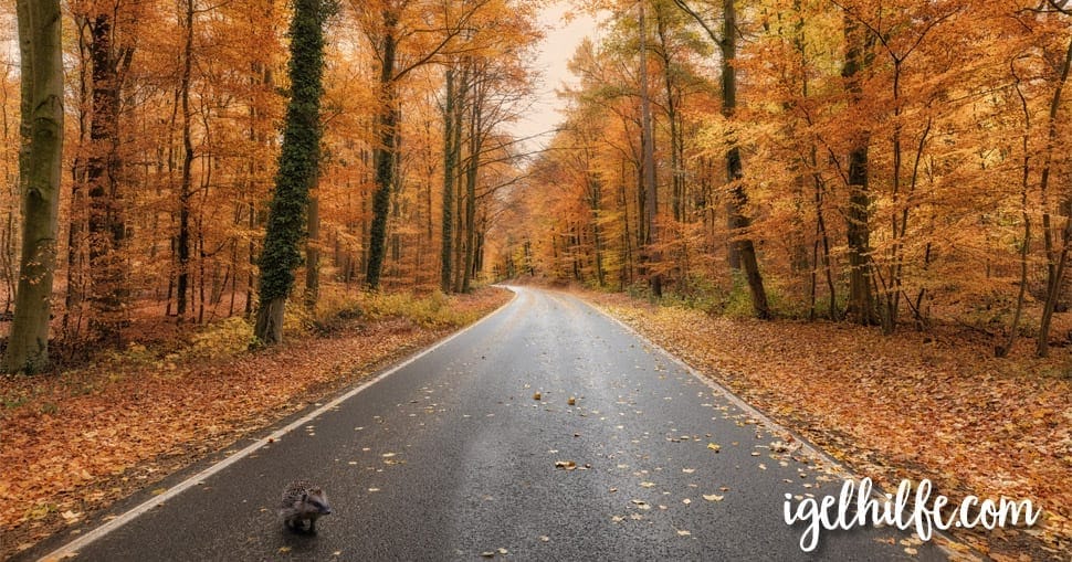 Igelhilfe im Herbst